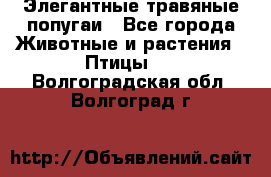 Элегантные травяные попугаи - Все города Животные и растения » Птицы   . Волгоградская обл.,Волгоград г.